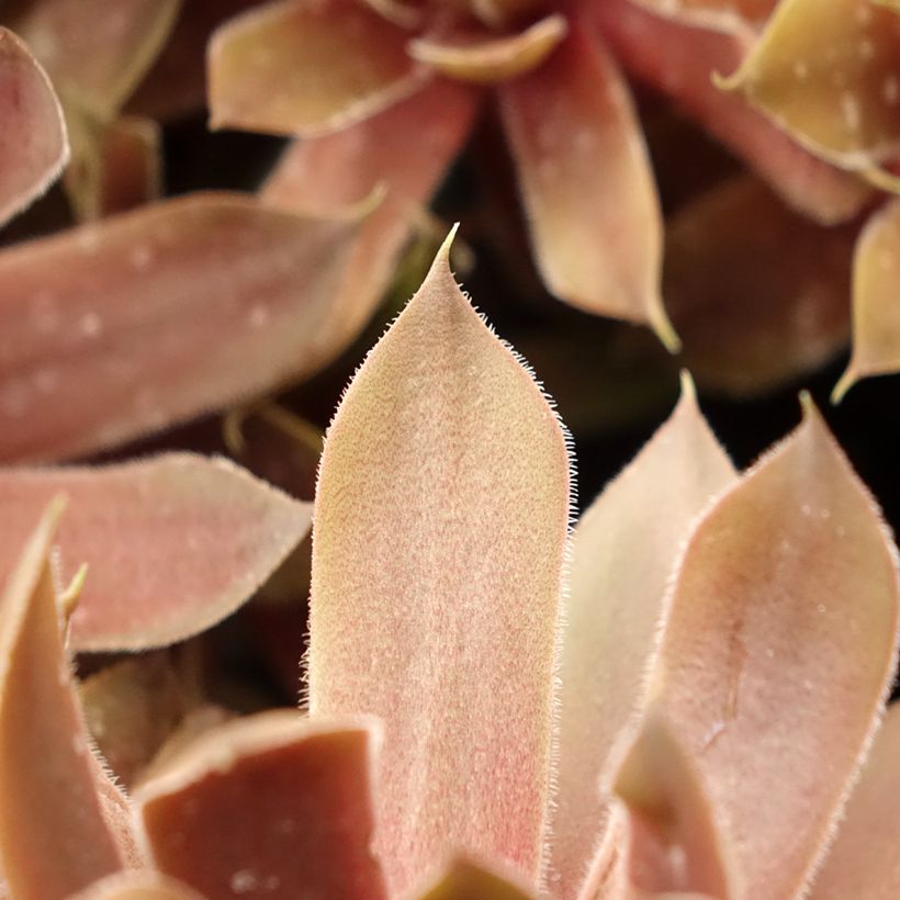 Sempervivum Ruby Star (Foliage)