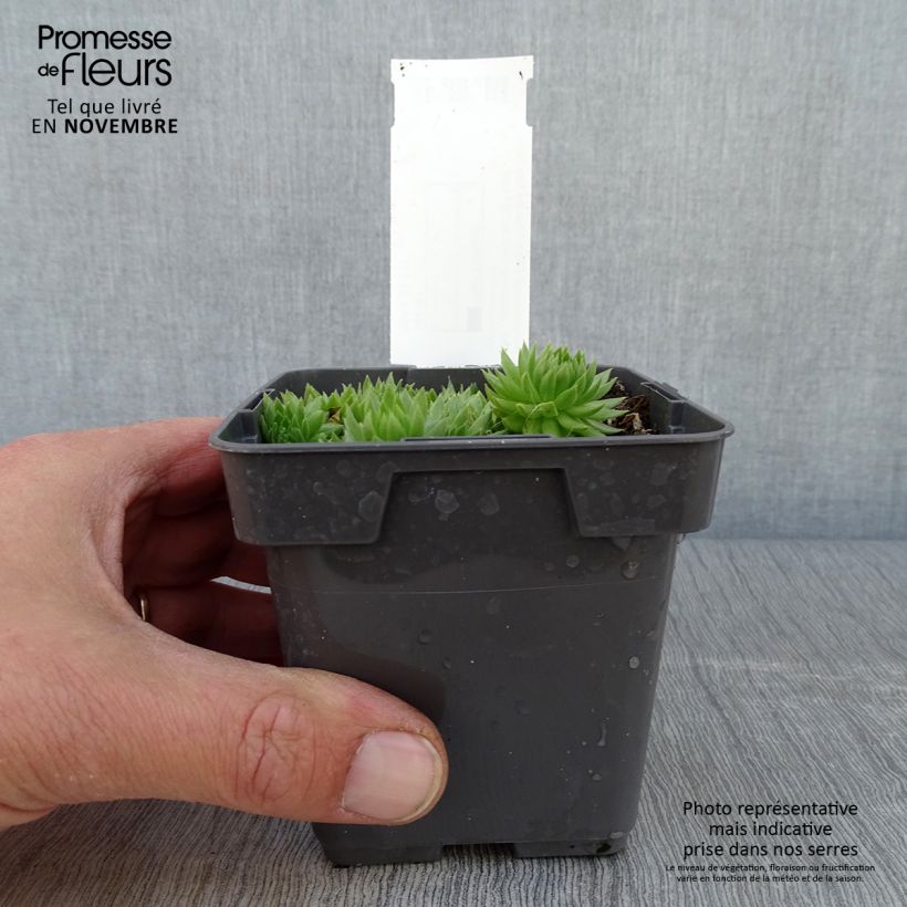 Sempervivum hybrida Chick Charms Key Lime Kiss 10cm/11cm pot sample as delivered in autumn