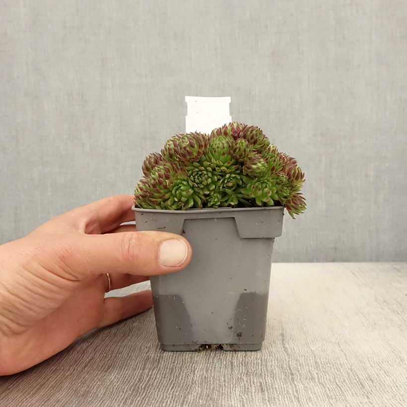 Sempervivum hybrida Chick Charms Key Lime Kiss 10cm/11cm pot sample as delivered in spring