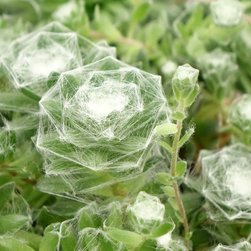 Sempervivum Chick Charms Cotton Candy (Foliage)