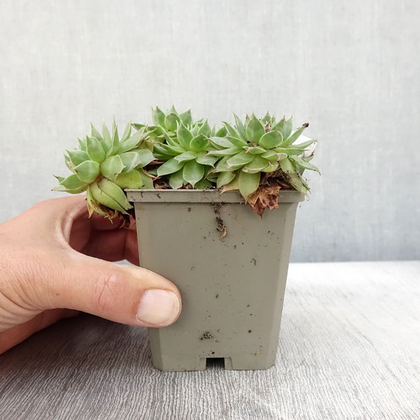 Sempervivum Gay Jester 8/9 cm pot sample as delivered in autumn