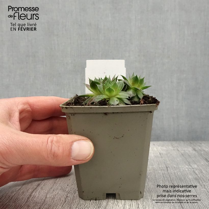 Sempervivum Gay Jester 8/9 cm pot sample as delivered in winter