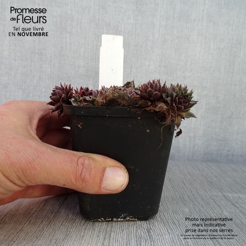 Sempervivum marmoreum Pilatus 8/9 cm pot sample as delivered in autumn
