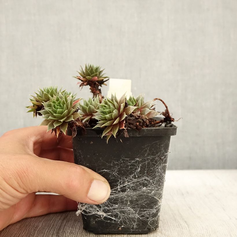 Sempervivum Purple Beauty 8/9 cm pot sample as delivered in autumn