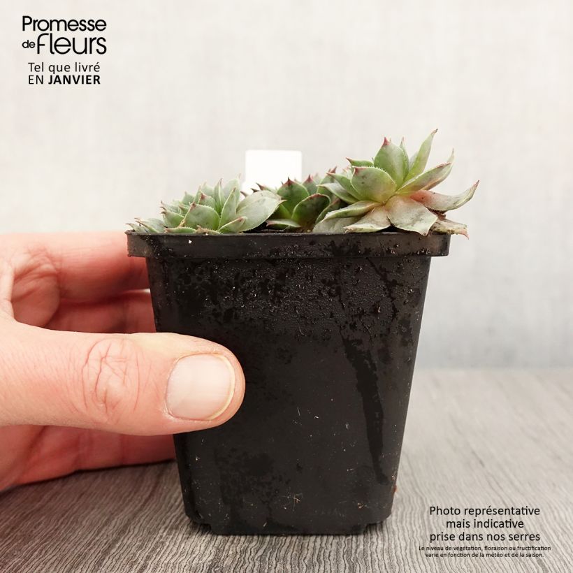 Sempervivum Purple Beauty 8/9 cm pot sample as delivered in winter