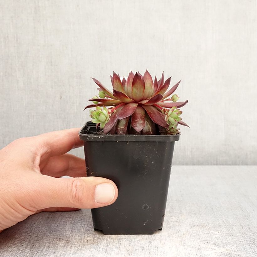 Sempervivum arachnoideum Rubin 8/9 cm pot sample as delivered in spring