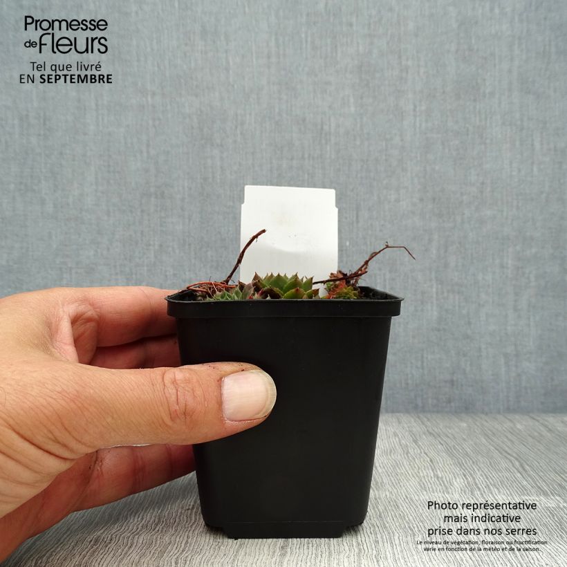 Sempervivum arachnoideum Santis 8/9 cm pot sample as delivered in autumn