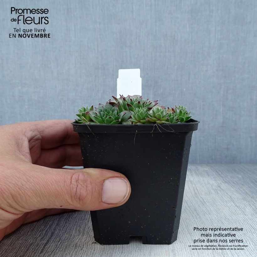 Sempervivum tectorum 8/9 cm pot sample as delivered in autumn