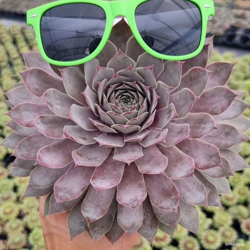 Sempervivum Steel Appeal - Houseleek (Plant habit)