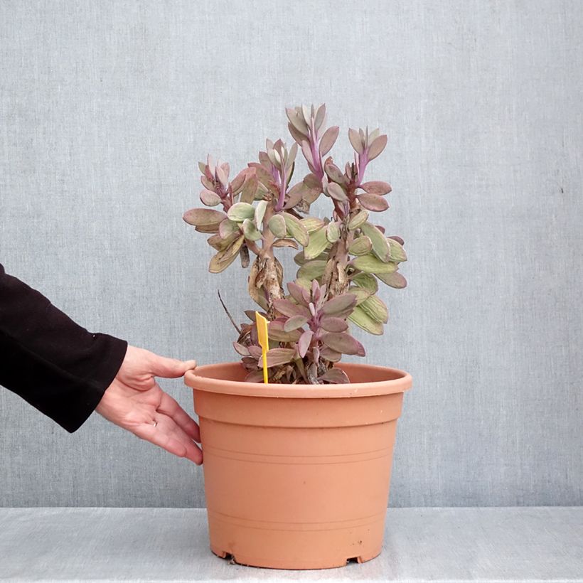 Senecio crassissimus 7.5L/10L pot sample as delivered in autumn