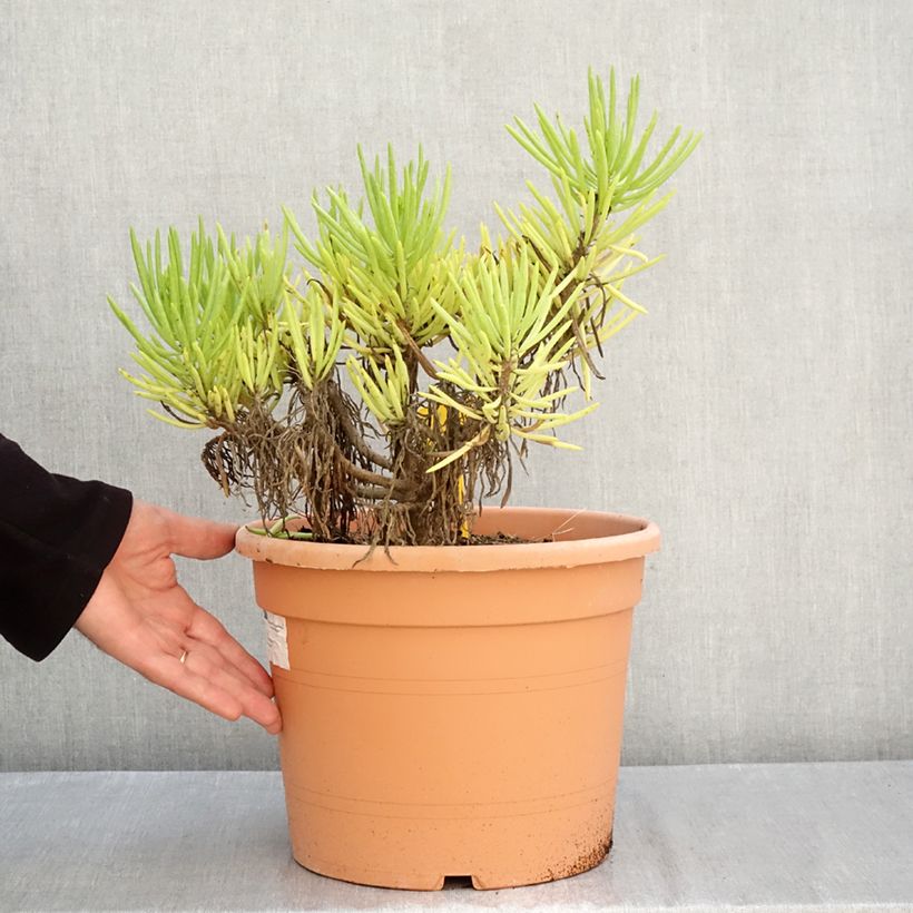 Senecio cylindricus 7.5L/10L pot sample as delivered in autumn