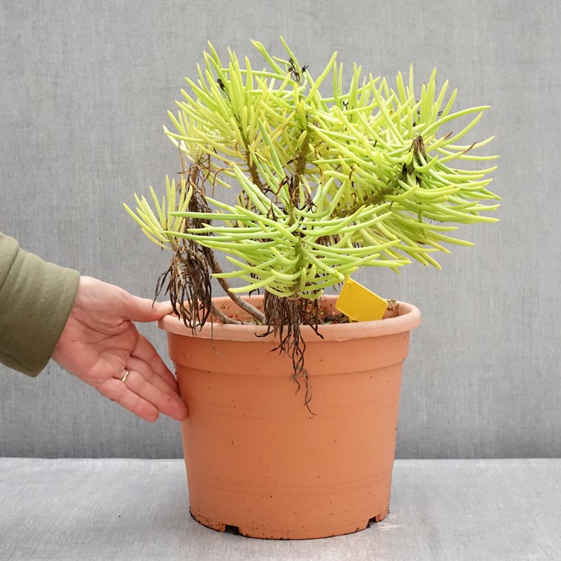 Senecio cylindricus 7.5L/10L pot sample as delivered in winter