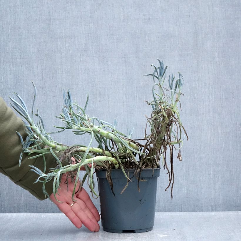 Senecio ficoides - Curio ficoides 2L/3L pot sample as delivered in winter