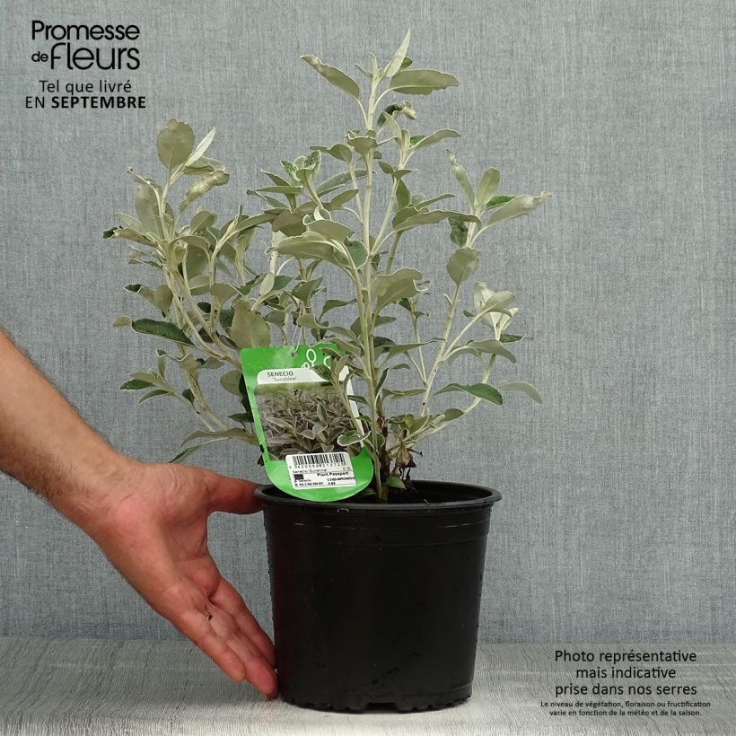 Senecio x greyi Sunshine 2L/3L pot sample as delivered in autumn