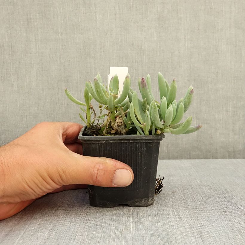 Senecio serpens Blue Chalk 8/9 cm pot sample as delivered in summer