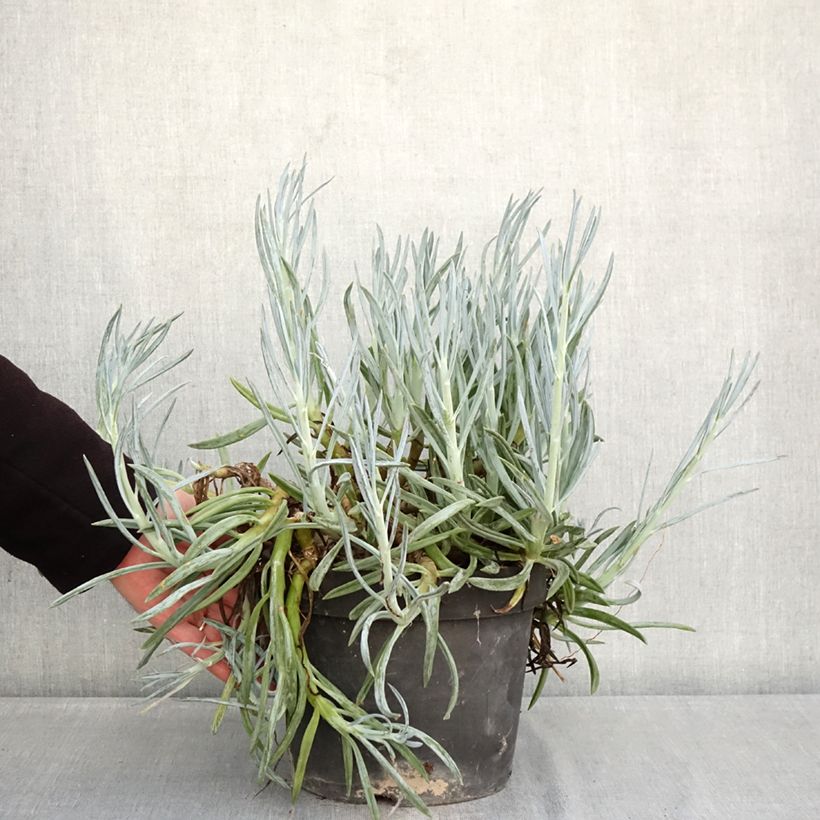 Senecio serpens - Blue chalksticks 3L/4L pot sample as delivered in winter