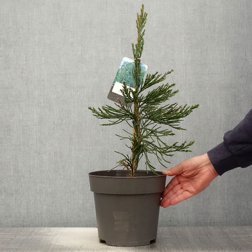 Sequoiadendron giganteum Glaucum 4L/5L pot sample as delivered in spring