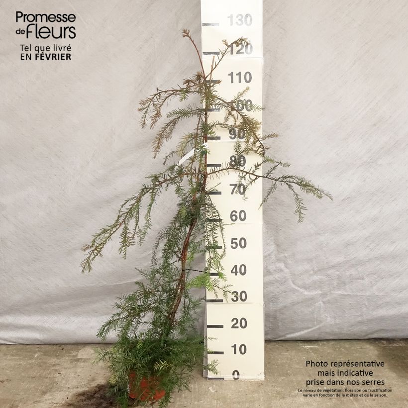 Sequoia sempervirens - Yew-leaved sequoia 3L/4L pot sample as delivered in winter