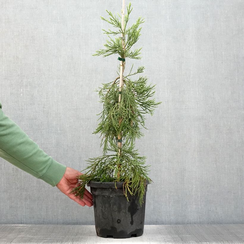Sequoiadendron giganteum 'Pendulum' 4L/5L pot sample as delivered in summer
