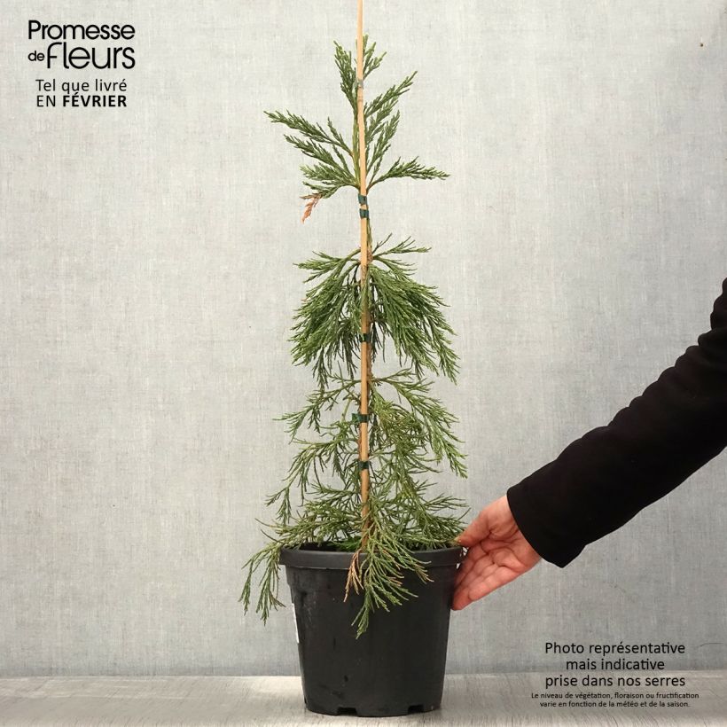 Sequoiadendron giganteum 'Pendulum' 4L/5L pot sample as delivered in winter