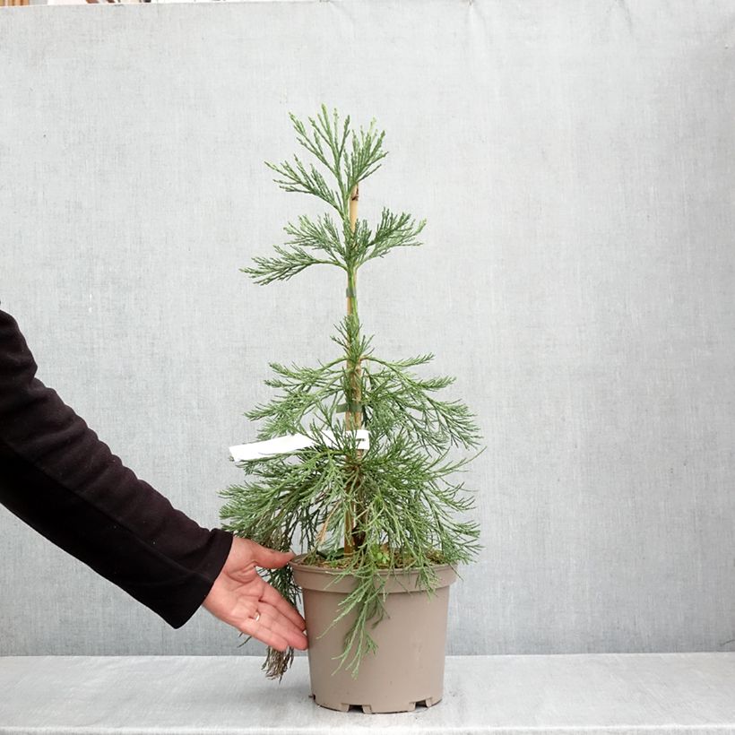 Sequoiadendron giganteum 'Pendulum' 4L/5L pot sample as delivered in autumn