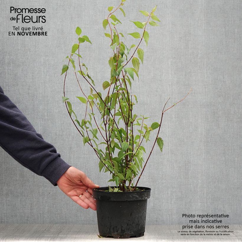 Philadelphus lemoinei - Mock Orange 3L/4L pot sample as delivered in autumn
