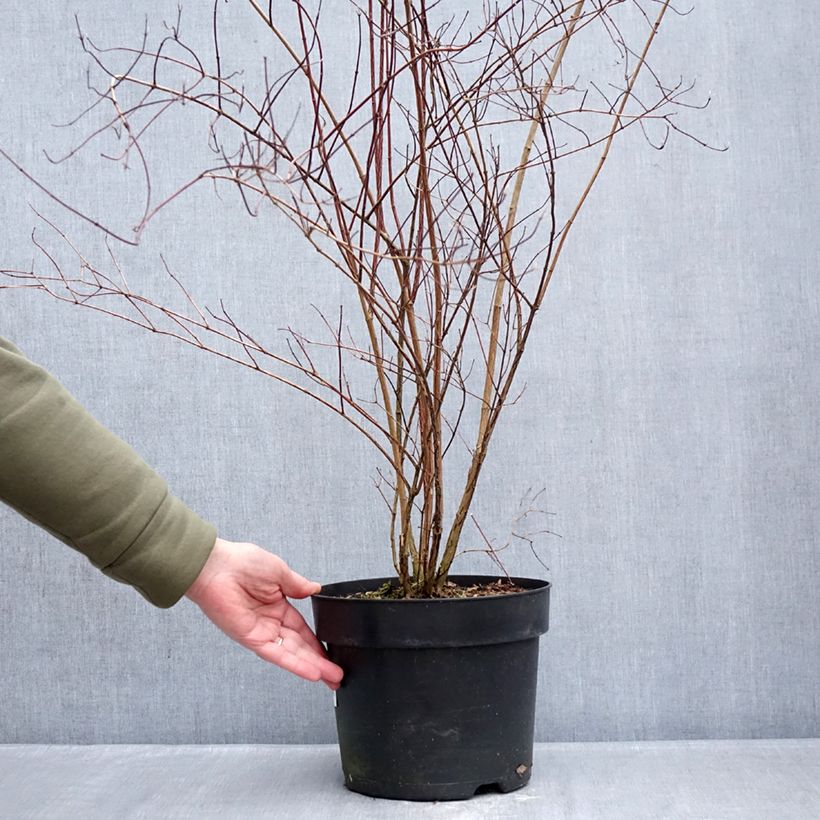 Philadelphus lemoinei - Mock Orange 7.5L/10L pot sample as delivered in winter