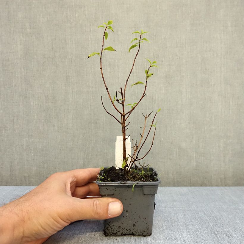 Philadelphus Manteau dHermine - Mock Orange 8/9 cm pot sample as delivered in autumn