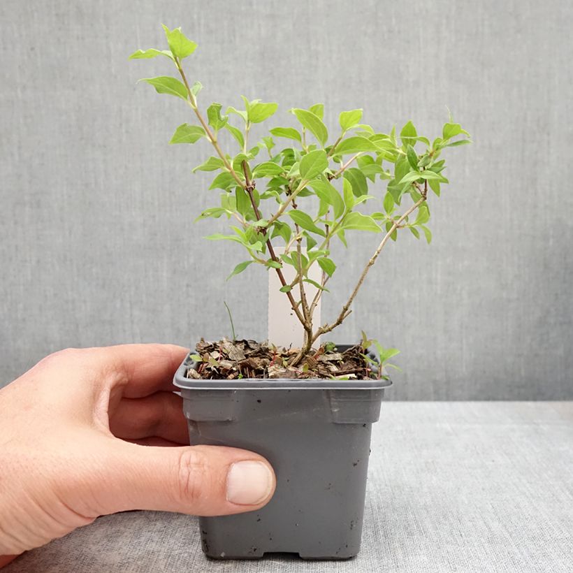 Philadelphus Manteau dHermine - Mock Orange 8/9 cm pot sample as delivered in spring