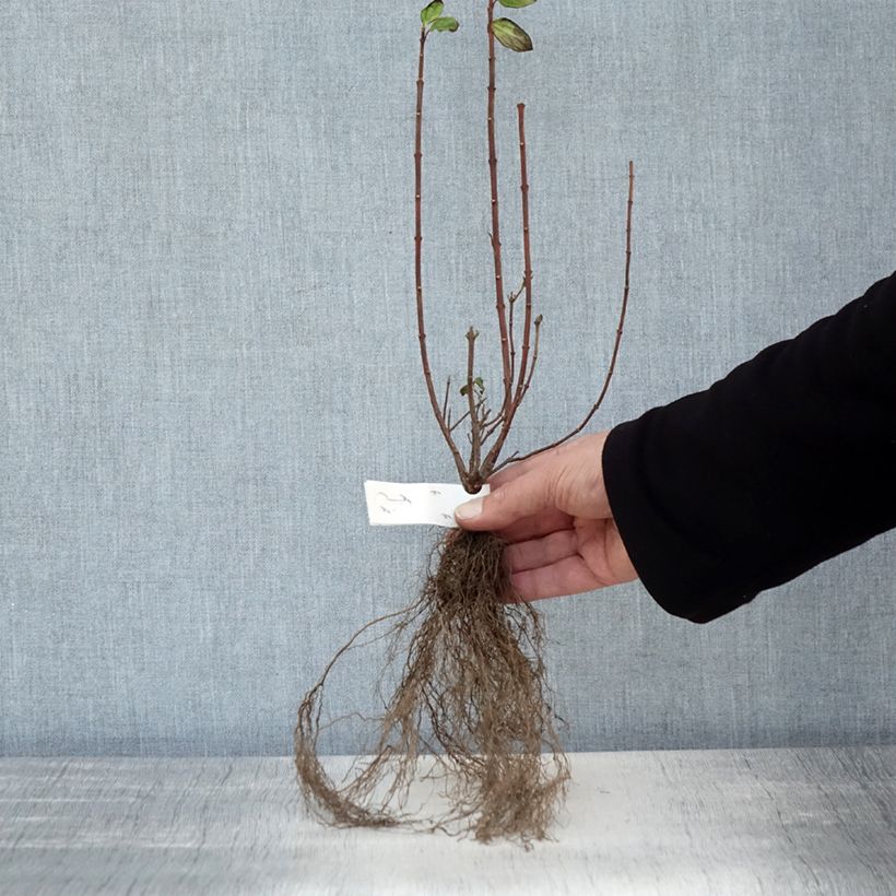Philadelphus Manteau dHermine - Mock Orange Bare root sample as delivered in winter