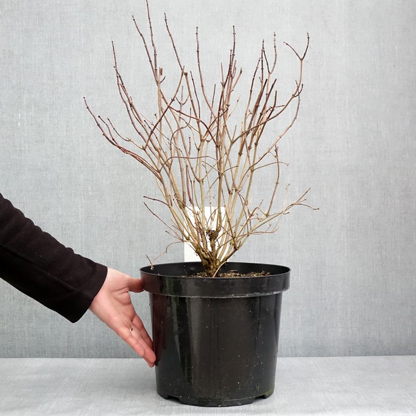 Philadelphus coronarius Aureus - Mock Orange 7.5L/10L pot sample as delivered in winter