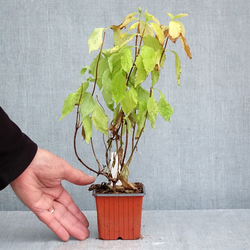 Philadelphus coronarius Aureus - Mock Orange 8/9 cm pot sample as delivered in autumn
