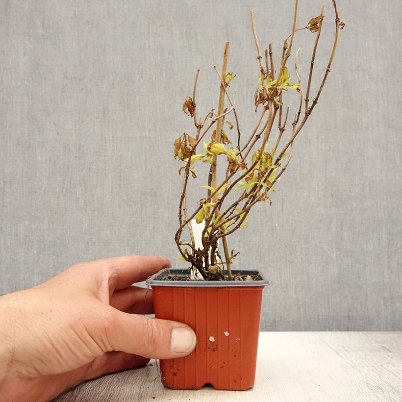 Philadelphus coronarius Aureus - Mock Orange 8/9 cm pot sample as delivered in spring