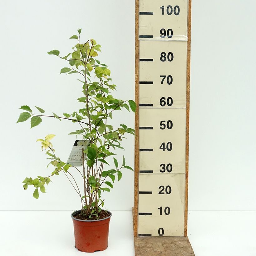 Seringat des jardins - Philadelphus coronarius Godzisz Pot de 3L/4L sample as delivered in summer