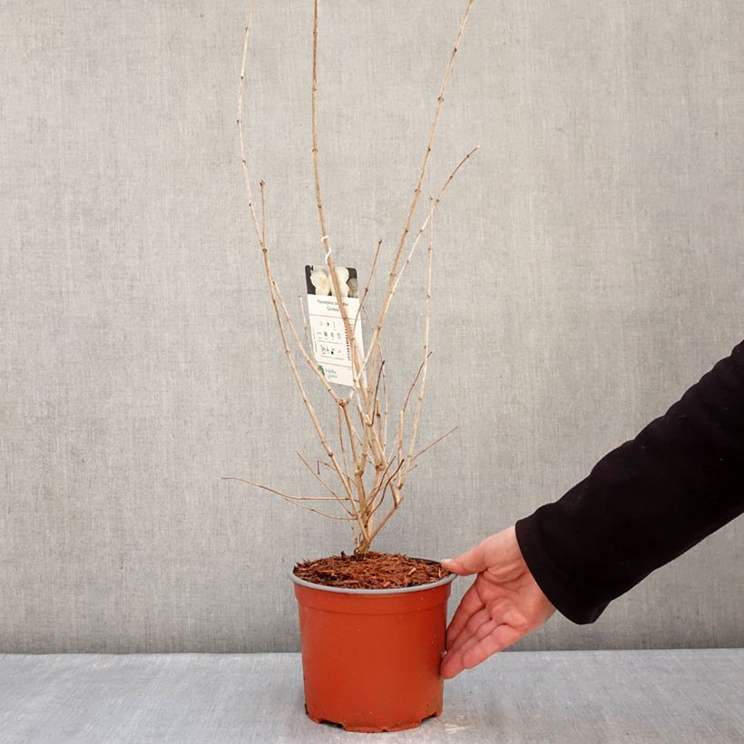 Philadelphus coronarius Godzisz - Mock Orange 3L/4L pot sample as delivered in winter