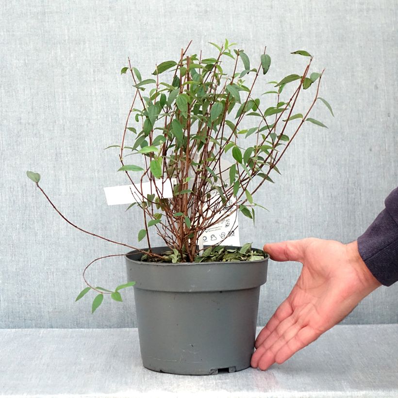Philadelphus Petite Perfume Pink 3L/4L pot sample as delivered in autumn