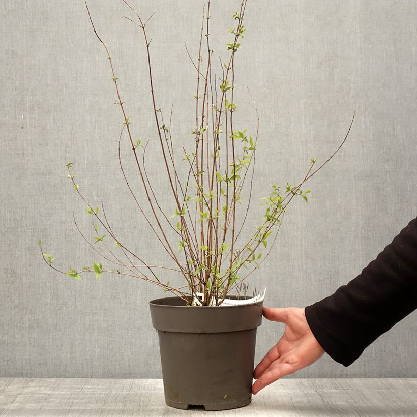 Philadelphus Petite Perfume Pink 3L/4L pot sample as delivered in spring