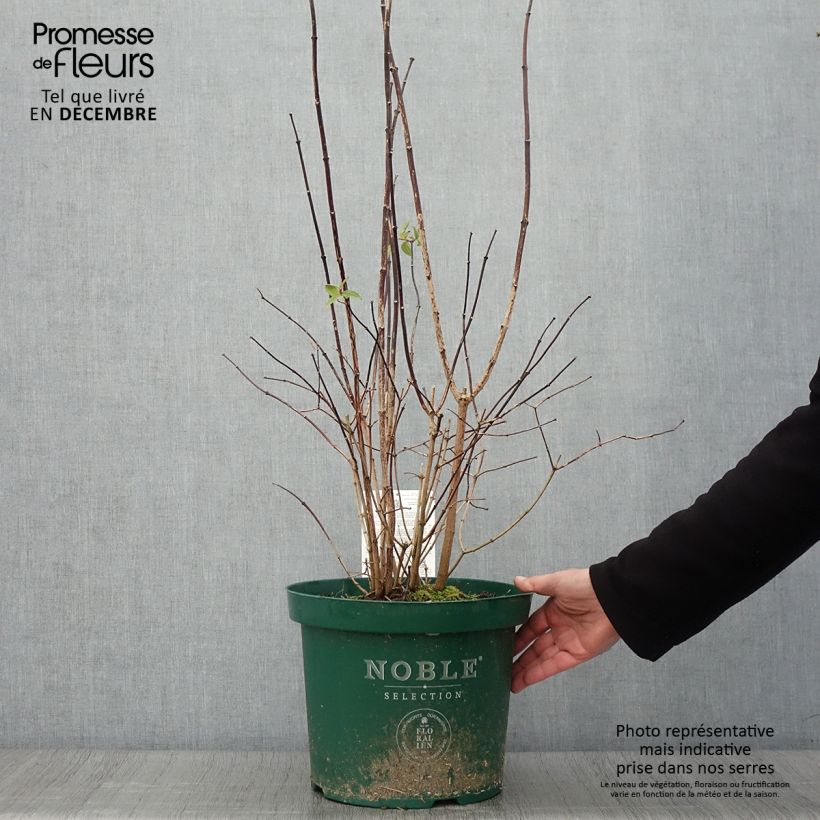 Philadelphus Starbright - Mock Orange 7.5L/10L pot sample as delivered in autumn