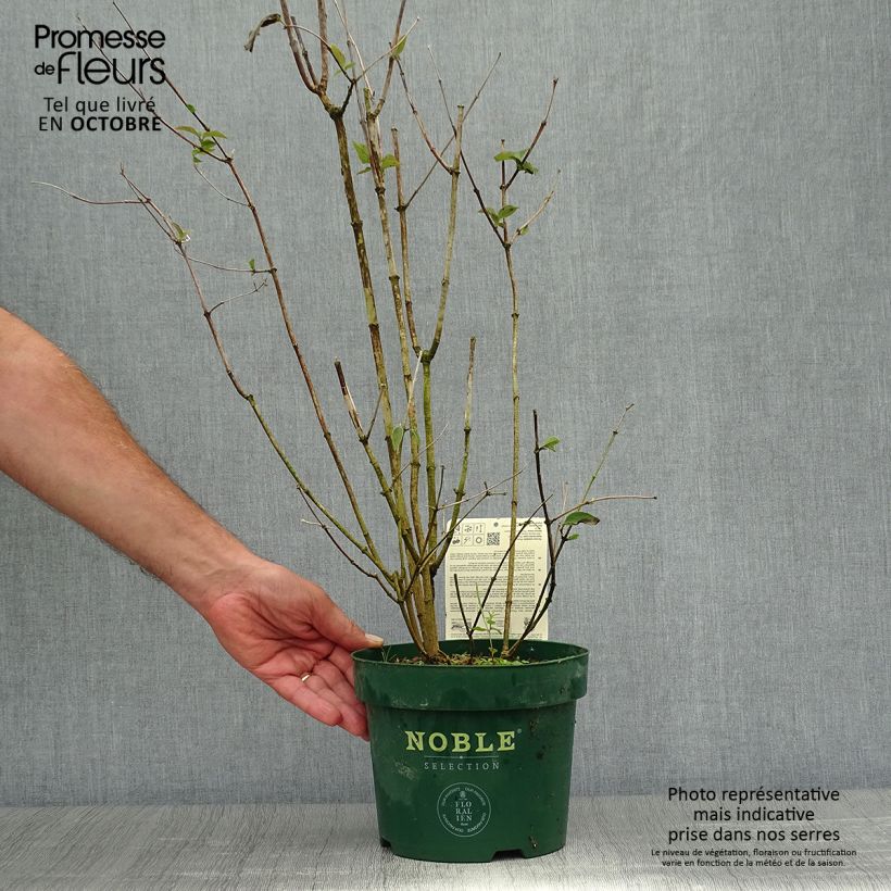 Philadelphus Starbright - Mock Orange 3L/4L pot sample as delivered in autumn