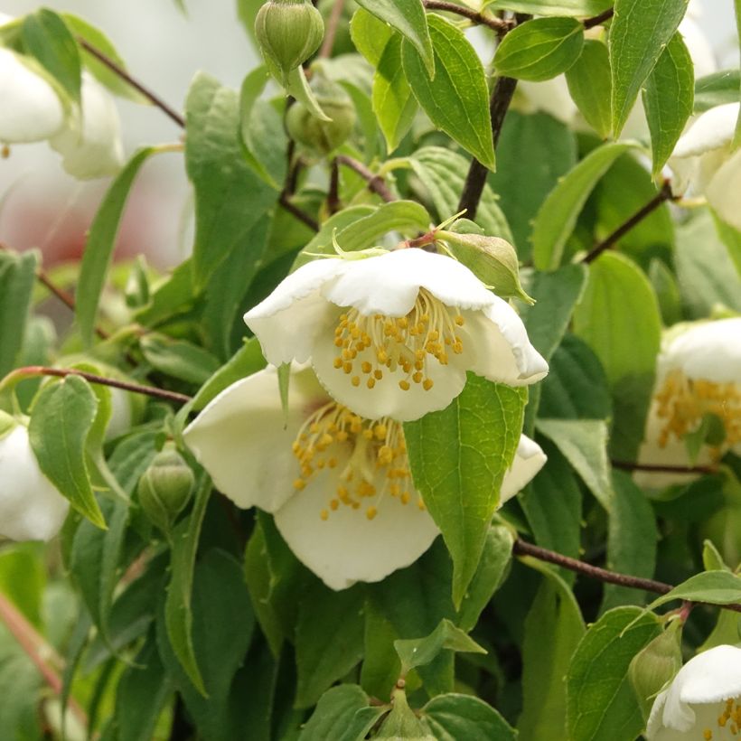 Philadelphus mexicanus - Mock Orange (Flowering)