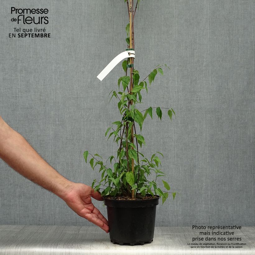 Philadelphus mexicanus - Mock Orange 3L/4L pot sample as delivered in autumn