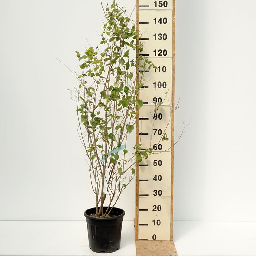 Philadelphus (x) virginalis Minnesota Snowflake 7.5L/10L pot sample as delivered in summer