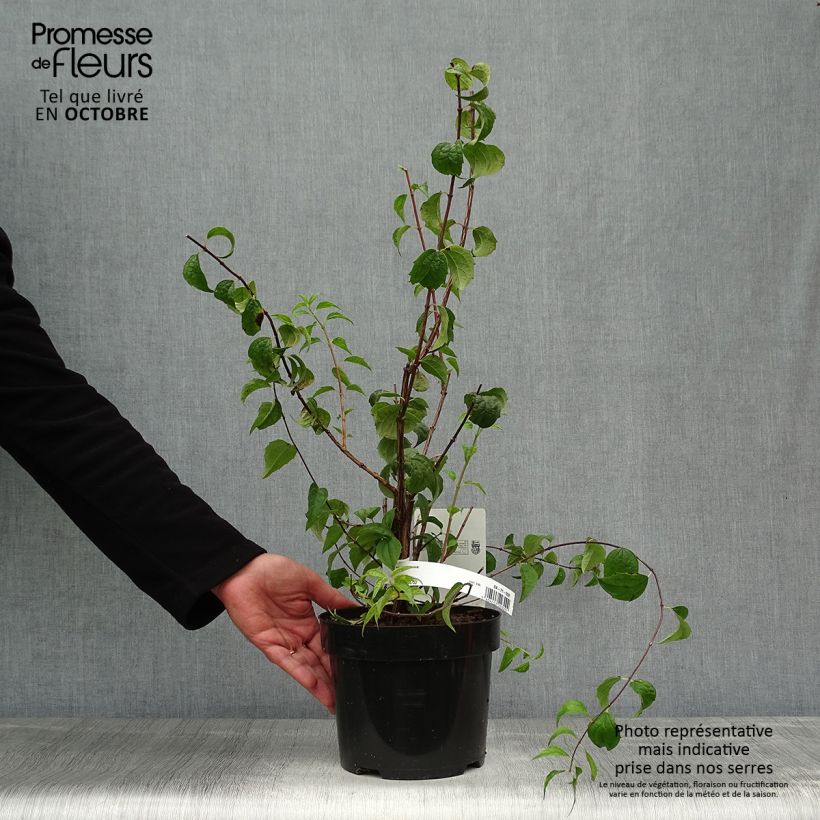 Philadelphus  Beauclerk 2L/3L pot sample as delivered in autumn