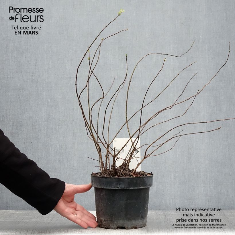 Philadelphus  Beauclerk 2L/3L pot sample as delivered in spring