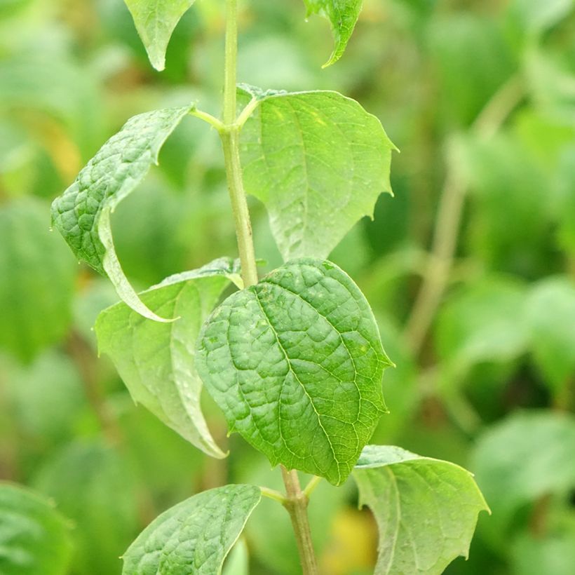 Philadelphus Beauclerk (Foliage)