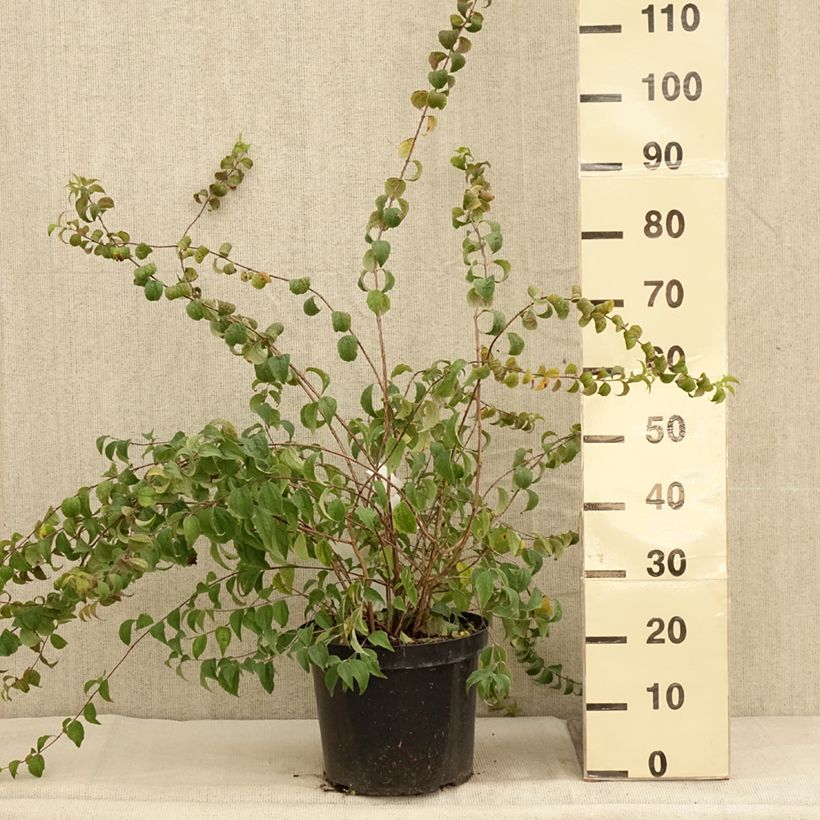 Philadelphus  Beauclerk 7.5L/10L pot sample as delivered in autumn