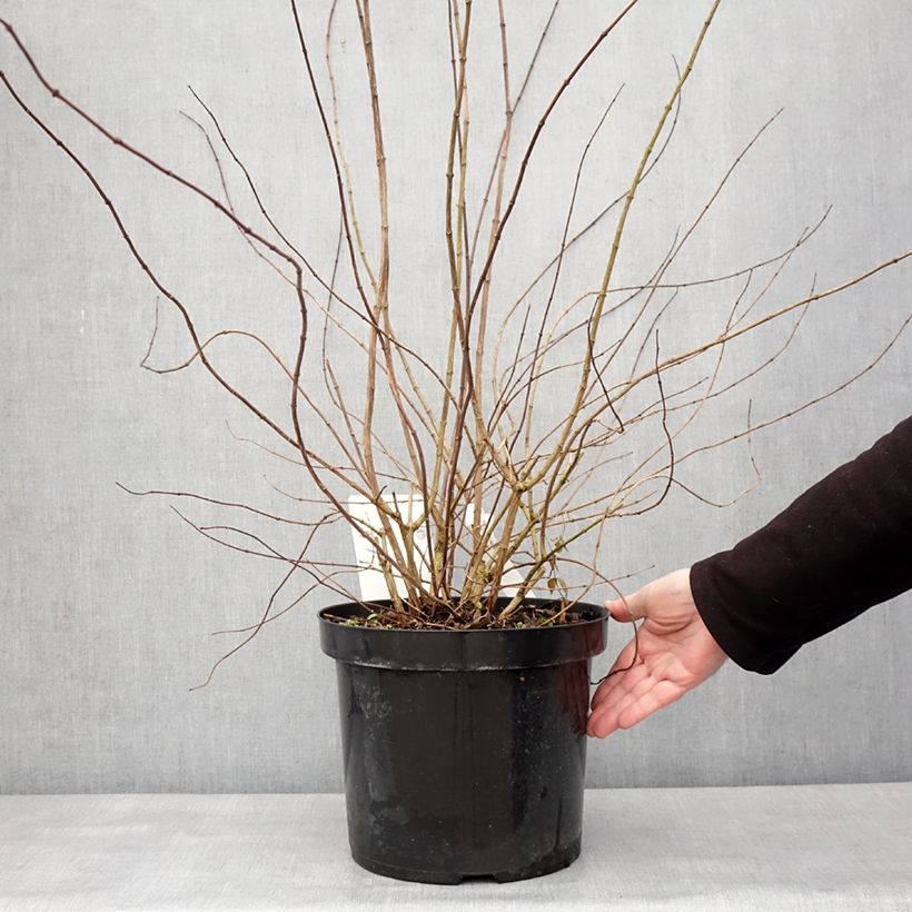 Philadelphus  Beauclerk 7.5L/10L pot sample as delivered in winter