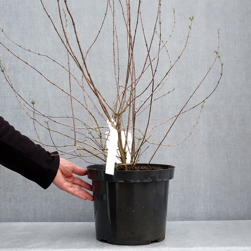 Philadelphus  Beauclerk 7.5L/10L pot sample as delivered in spring