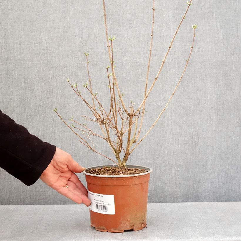 Philadelphus coronarius Justynka - Mock Orange 3L/4L pot sample as delivered in spring