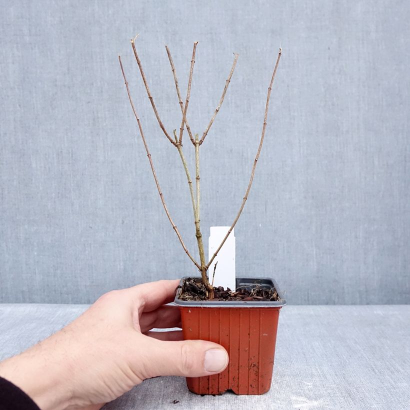 Philadelphus Frosty Morn - Mock Orange 8/9 cm pot sample as delivered in winter